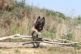 MALINOIS 218